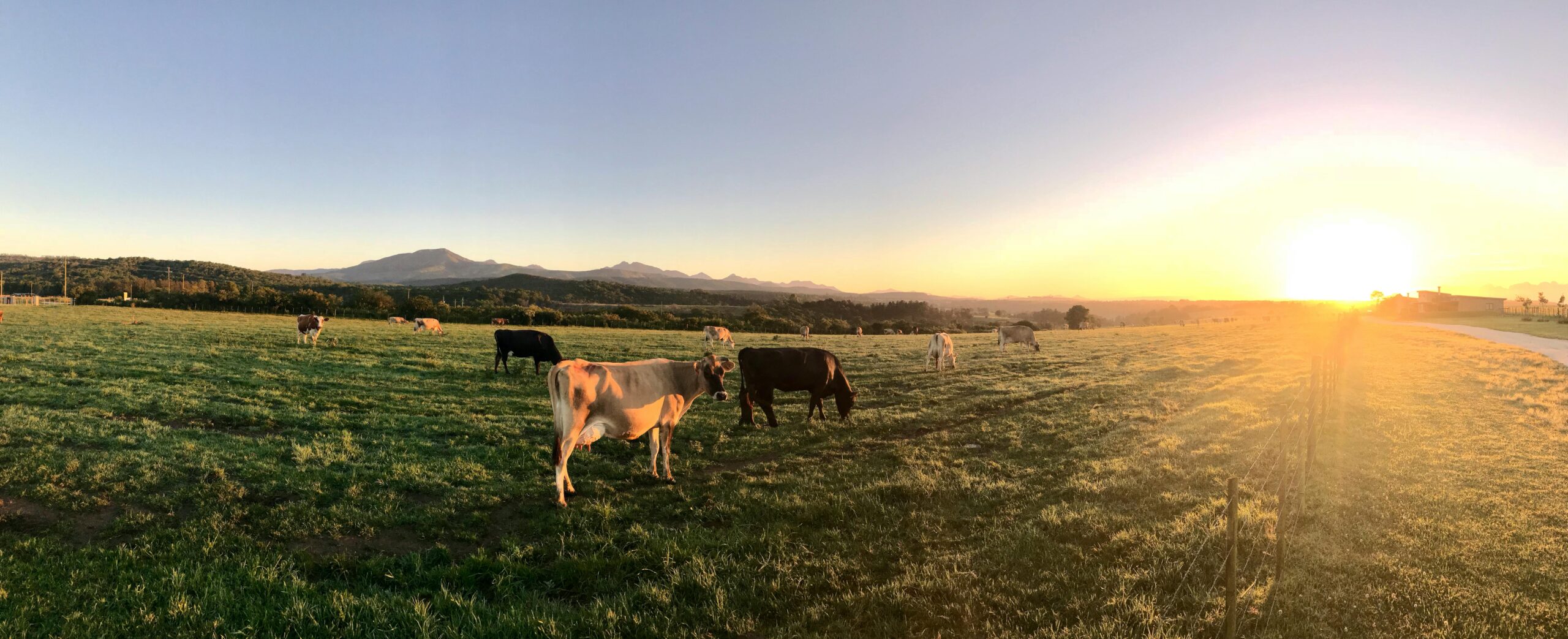 Waga do bydła – kluczowe urządzenie w zarządzaniu hodowlą